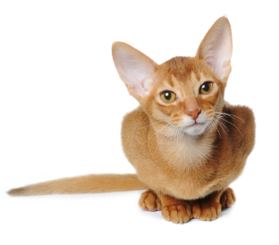 Ginger cat with large ears